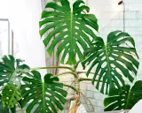 Große, grüne Monstera-Blätter mit charakteristischen Schlitzen und Löchern. Die Pflanze steht vor einem Fenster mit Gardinen und einer hellen Ziegelwand, was auf gute **Monstera Pflege** hindeutet.