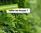 Des branches de thuya vertes et denses. Le texte "Quand et comment tailler les thuyas ?" apparaît en surimpression, invitant à découvrir les meilleures pratiques pour l'entretien de ces conifères.
