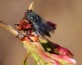 Mouche du cerisier sur un bourgeon. Traitement du sol au sulfate de fer pour lutter contre les parasites.