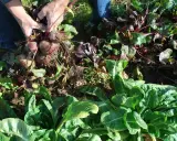 Mains récoltant des betteraves dans une plantation. Les feuilles vertes et les racines rouges sont visibles.