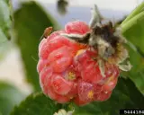 A spotted wing drosophila rests on a ripe raspberry, a tiny pest on a delicious berry.