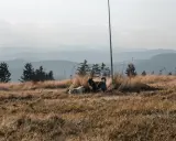 Dwa psy cieszą się wolnością na górskim szlaku. Idealne miejsce, gdzie w góry z psem.
