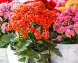Bunte Kalanchoe-Blüten in Orange und Pink. Die richtige Kalanchoe Pflege sorgt für üppige Blütenpracht.