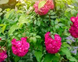 Des rosiers grimpants aux fleurs roses vives, parfaits pour apprendre comment planter un rosier. Un guide visuel pour un jardin fleuri.