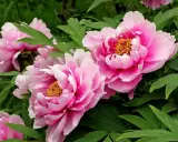 Vibrant pink tree peonies, scientifically known as Paeonia suffruticosa, bloom with ruffled petals and golden centers amidst lush green foliage.