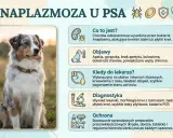 Anaplazmoza u psa: objawy, kiedy do weterynarza, diagnostyka i ochrona. Zdjęcie przedstawia psa rasy Australian Shepherd.
