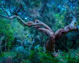 Verwunschener Feenwald auf Madeira. Uralte, verdrehte Bäume und üppige Farne in mystischem Licht.