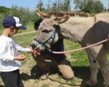 Bambino offre carote a un asinello, un momento di tenerezza tra i bellissimi animali Umbria.