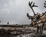 Ett ståtligt ren djur med imponerande horn står i snöfall på en karg, snötäckt mark.