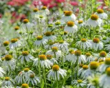 Champ de fleurs d'échinacées blanches aux cœurs orangés. Ces fleurs sont connues pour leurs nombreux échinacea bienfaits pour la santé.