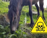 Ein Pferd frisst neben Fingerhut, ein Warnschild mit Totenkopf weist auf schleichende Vergiftung bei Pferden hin.