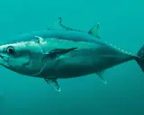 Ein majestätischer Thunfisch schwimmt im tiefblauen Ozean. Sein stromlinienförmiger Körper und die kräftige Schwanzflosse zeigen, wie schnell er ist.
