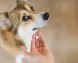Uroczy corgi patrzy na dłoń z tabletką. Czas na odrobaczenie szczeniaka, by był zdrowy i szczęśliwy.