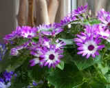 Un bouquet de marguerites violettes et blanches, typique des créations des fleuristes, éclate de couleurs vives.