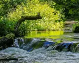 Malowniczy strumień z powalonym drzewem, porośniętym mchem, tworzy naturalne wodospady. Idealne miejsce na relaks i podziwianie przyrody, prawdziwe **susiec atrakcje**.