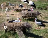 Storkar i sina bon på Nordens Ark. En stork vilar i bo nummer 7, medan en annan står bredvid.