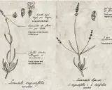 Dessin botanique comparant la lavande vraie (Lavandula angustifolia) et la lavandin (Lavandula hybrida), avec détails sur les feuilles et les épis.