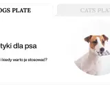 Jack Russell terrier z blistrem tabletek w pysku. Dowiedz się o naturalnych probiotykach dla psa.