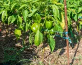 Des poivrons verts mûrs sur des plants soutenus par des tuteurs. Une image parfaite pour illustrer comment planter des poivrons et obtenir une belle récolte.