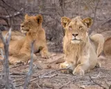 Młode lwy odpoczywają na ziemi w parku narodowym Kruger.