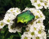 Une magnifique cétoine dorée, dont la larve se nourrit dans le sol, se repose sur des fleurs blanches.