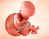 Feto en desarrollo, con cordón umbilical, en la semana 22 de gestación.