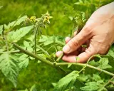 Main d'un jardinier qui commence à tailler les tomates, retirant une pousse latérale pour favoriser la croissance des fruits.