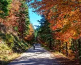 Un paseo por la selva de Irati en otoño, con árboles de colores vibrantes y un camino que invita a explorar. Imagina a niños corriendo entre los árboles.