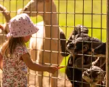 Mała dziewczynka w kapelusiku karmi marchewką kozy. To świetne sosnowiec atrakcje dla dzieci, które uwielbiają zwierzęta.