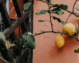 Un citronnier en pot, chargé de fruits jaunes, pousse contre un mur orangé. Une petite fleur blanche éclot sur une branche.