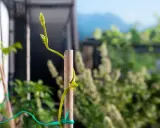 Planta trepadora se apoya en un tutor de madera, mostrando varios tipos de tutores para plantas.