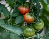 Grüne Tomaten reifen langsam, während einige bereits rot werden. Die Pflanzen sind üppig und grün.