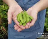Hands cupped, holding a bunch of freshly picked edamame pods. The vibrant green pods are fuzzy and promise a delicious harvest from the edamame plant.