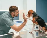 Vétérinaire encourageant un chien beagle sur une table d'examen. Si votre chien a une entorse, que faire ?