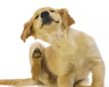 Un chiot golden retriever se gratte la patte, signe qu'il est temps de penser à la saison des puces.