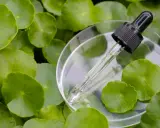 Kropla serum z gotu kola w pipetce spoczywa na szalce Petriego, otoczona zielonymi liśćmi.