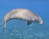 Dugong, jedno z fascynujących zwierząt w Egipcie, pływa w turkusowych wodach Morza Czerwonego.
