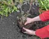 Hände pflanzen eine Pfingstrose um. Der Wurzelballen wird vorsichtig in die Erde gesetzt, um die Pflanze an ihrem neuen Standort zu etablieren.