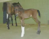 Fohlen mit bandagierten Vorderbeinen steht neben seiner Mutter. Das Fohlen hat eine leichte Schiefnase, ein mögliches Symptom des wry nose syndroms.