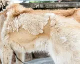 Gros plan sur le pelage d'un chien, montrant des zones clairsemées suggérant une perte de poil due au stress.