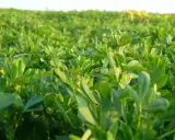 A field of lush, green alfalfa plants, ready for harvest. This crop is known for its high yield, with many farmers planting roundup ready alfalfa seed per acre.