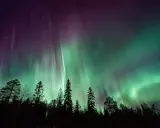 Nocne niebo nad lasem rozświetla zielono-fioletowa zorza polarna, tworząc magiczny spektakl.