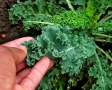 Une main touche une feuille de chou kale frisé, vert foncé et texturé, dans un jardin.