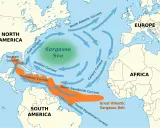 Mapa prądów oceanicznych Atlantyku, z zaznaczonym zielonym obszarem Morza Sargassowego i pomarańczowym Pasem Sargassowym.