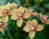 Delikatne, żółte kwiaty cymbidium z bordowymi plamkami w środku, na tle zieleni.