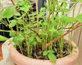 Junge Himbeeren im Topf, mit vielen grünen Blättern und dünnen, stacheligen Trieben.