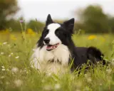 Czarny pies rasy border collie leży w trawie. Zastanawiasz się, ile waży border collie? Ten pies wygląda na zdrowego i aktywnego.
