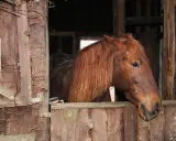 Brązowy koń z długą grzywą w stajni. Może to najdroższy koń na świecie, czekający na swojego właściciela.