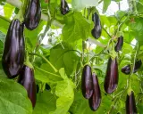 Aubergines foncées, de belle taille, poussent sur des tiges vertes luxuriantes, prêtes à être récoltées.