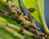 Close-up of a plant stem covered in brown, dome-shaped scale insects, aiding in scale insect identification.